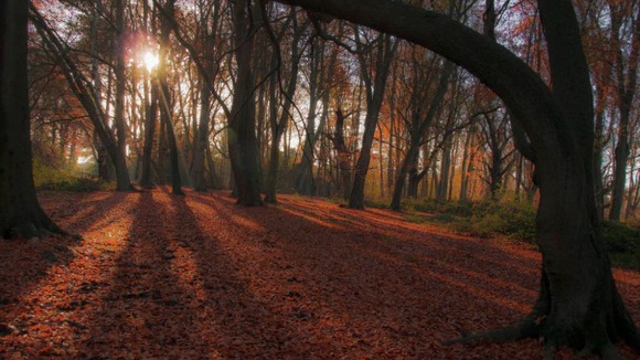 Hanbury Woods, Worcestershire