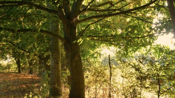 Shustoke, North Warwickshire