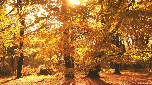 Lickey Hills