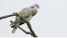 Turtle Dove