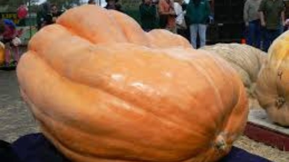 A giant pumpkin