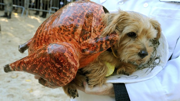 Scarily cute - a pet pooch snuggles into its innovative turkey outfit at the parade.