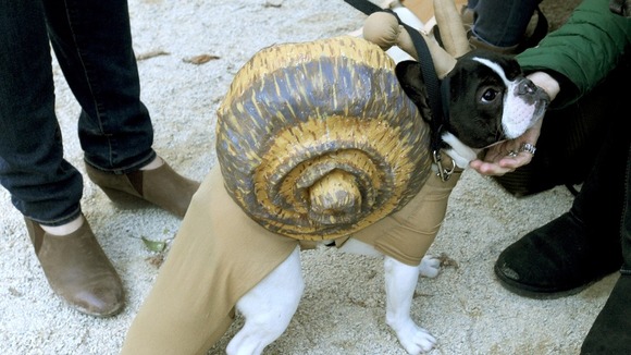 One four-legged contestant impresses judges with an elaborate snail costume.