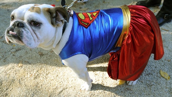 Up, up and away for this superhero bulldog.