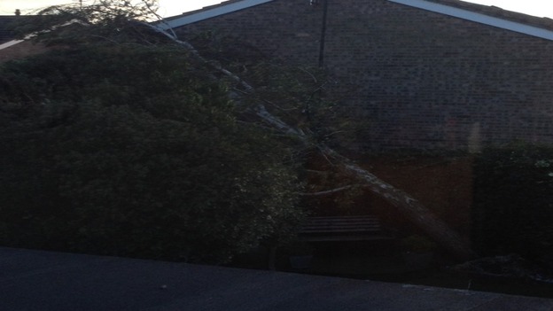 Strong winds have uprooted several trees.