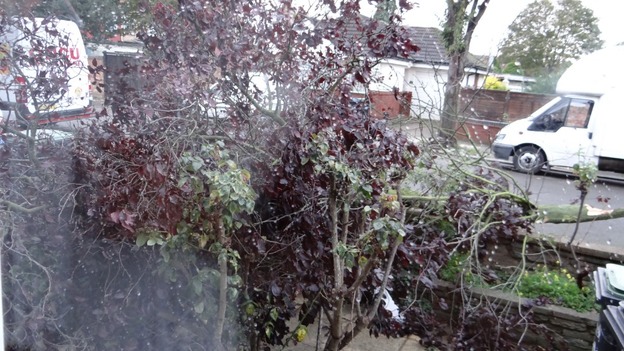 Fallen trees are causing havoc in the East.