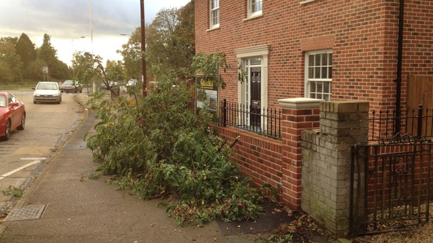 A tree is uprooted in Billericay, Essex.