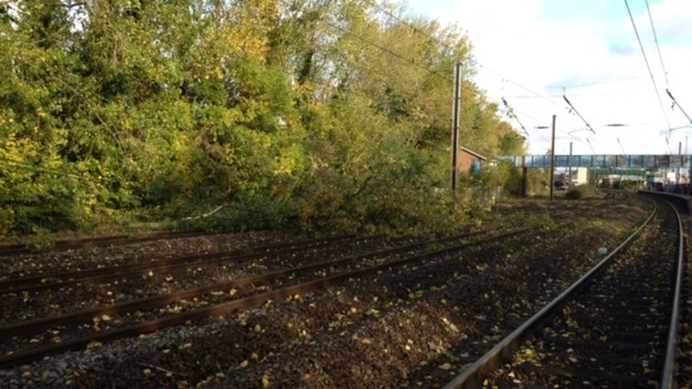 Fallen tree covering a stretch of line near Hatfield.