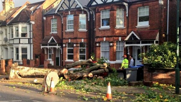 A fallen Tree in Brondesbury Park in the London Borough of Brent