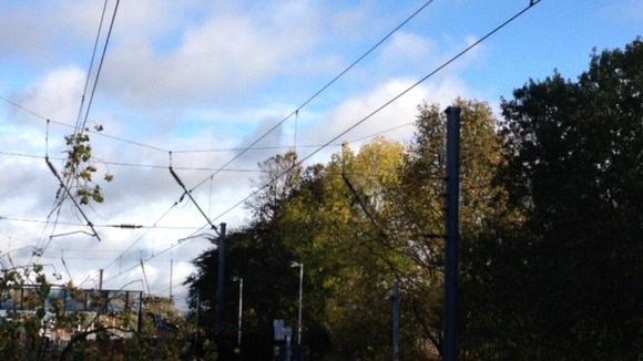 Leaves on the line