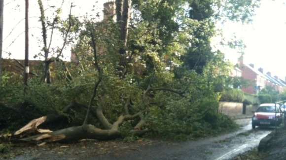 Tree