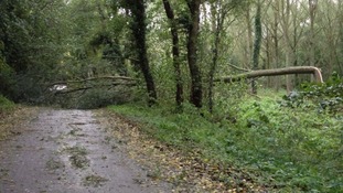 Strong winds across the region bring down trees in Norfolk.