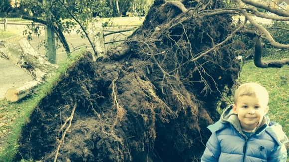 Jack Coombs next to a big root from a blown over tree this morning in Warren Heath, Ipswich.