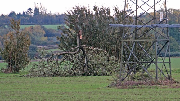 Fallen tree, High Road, Great Finborough.