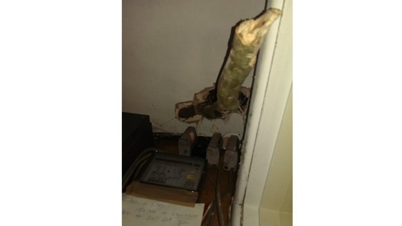 Part of the tree is embedded in the wall of the building