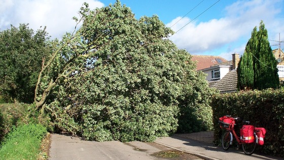 John Hancock a postman from Essex sent in this picture of a tree that had fallen in Thorrington pulling down the power lines.