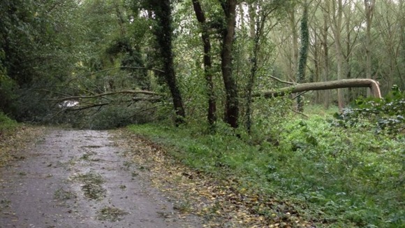 Fallen trees cause travel problems across the county.