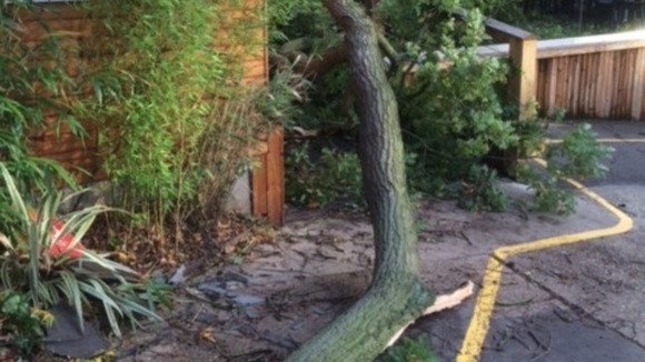 More than 12 trees were brought down by the storm at Colchester Zoo forcing it to close yesterday.