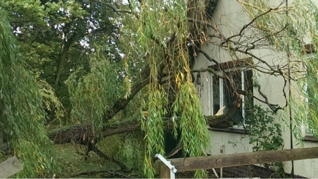The top of a willow tree snapped off during the storm.