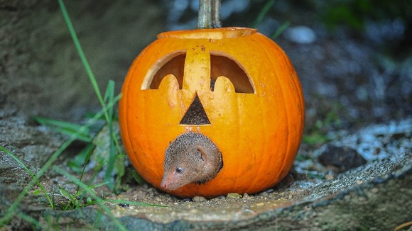 Dwarf mongoose inside pumpkin