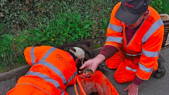 Ducklings trapped in Staffordshire drain