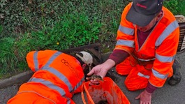 Ducklings trapped in Staffordshire drain