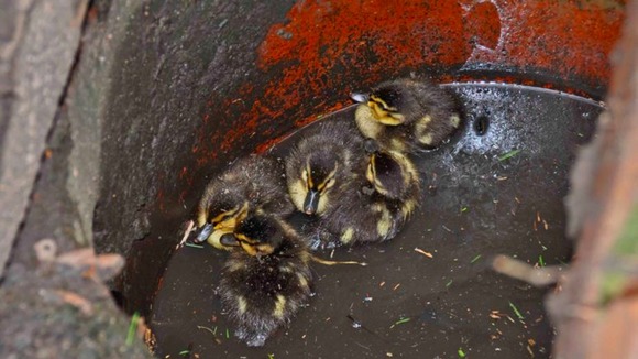 Ducklings rescued by "Highway Heroes"
