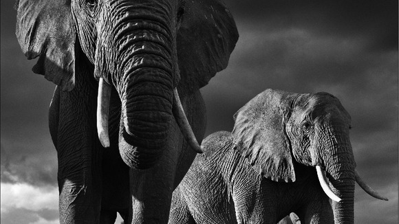 Bull elephants approaching an unprotected remote control camera.
