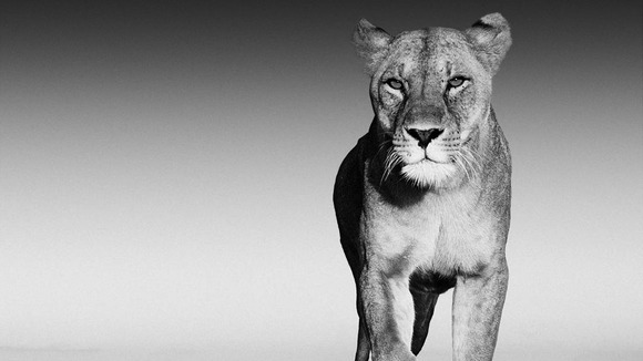 A lioness appears to smile as she gazes into the camera.