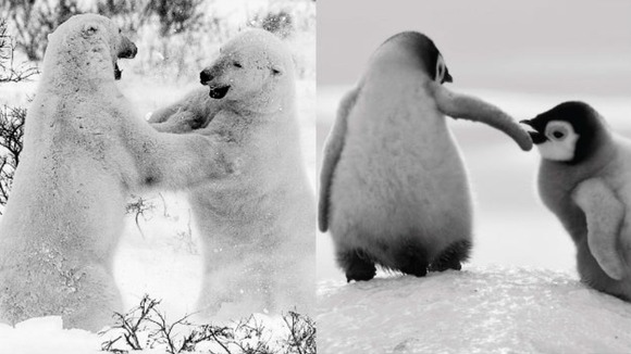 Polar bears and penguins having fun frolicking in the snow.