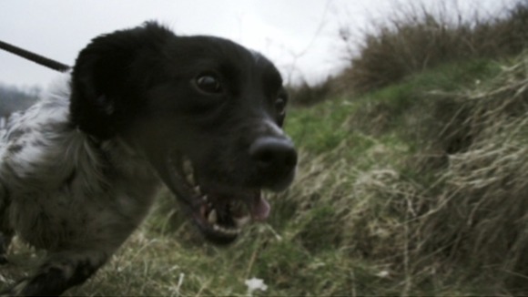 Top Dogs ITV Wales