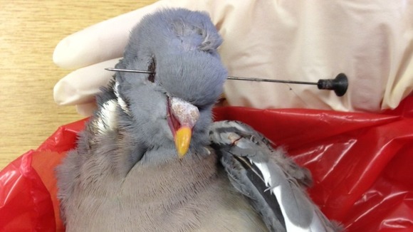 This bird was shot through the eye with a blow-gun dart