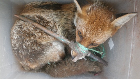 This fox was found in a box with its mouth taped around a stick