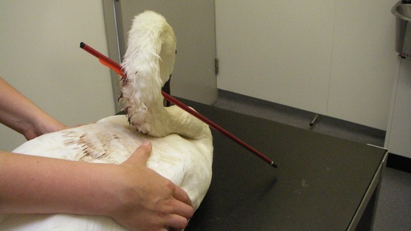 This swan was shot through the neck with a crossbow