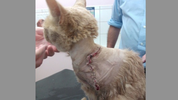 Phoenix the Cat was shot