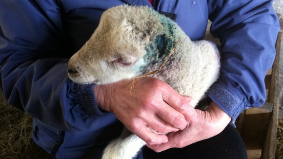 Nelson the Lamb had his ears cut off