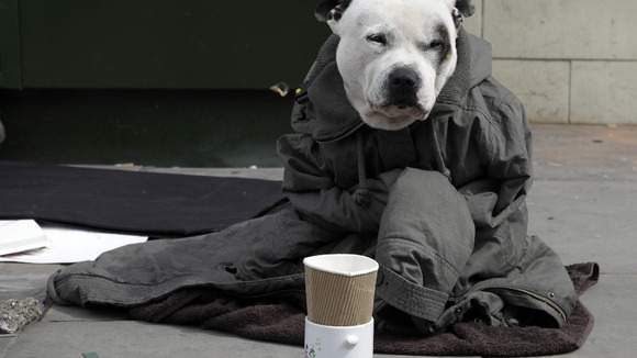 Street artist's dog