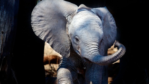 Baby elephant