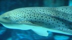 A zebra shark