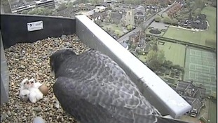 Peregrine 4th May