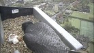 Peregrine 4th May