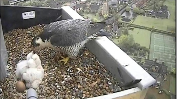Peregrine 10th May