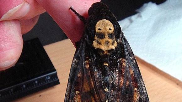 he Death's Head Hawkmoth was spotted by staff at the Ricoh Factory in Shropshire today.