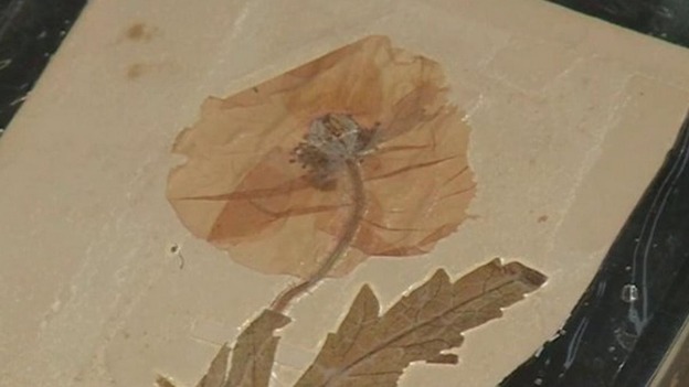 The pressed flower was given to 13-year-old Joan Banton in 1923 by Private Cecil Roughton.