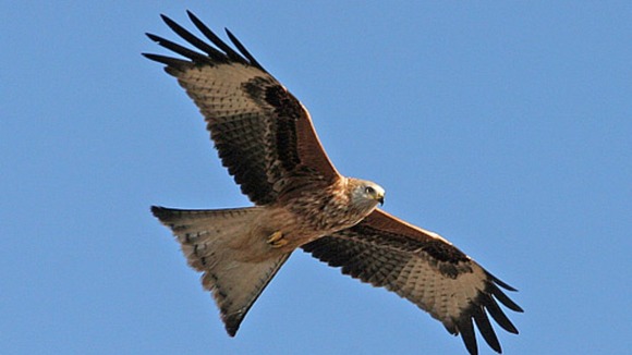 Kite