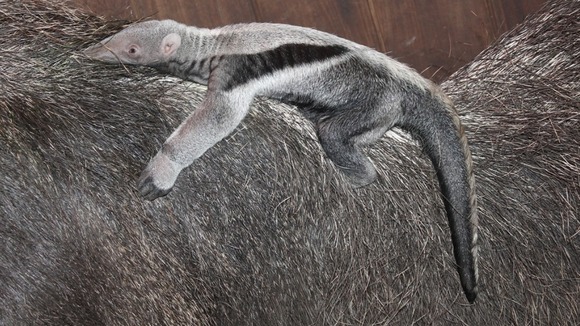 A 10-day-old baby anteater born at Marwell Zoo clings to its mum
