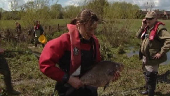 Environment Agency staff have rescued 230 fish from receding floodwater