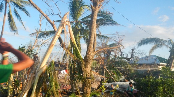 broken palm trees