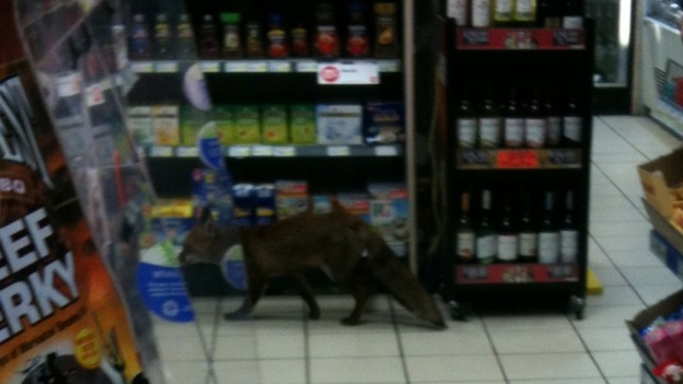Glass of wine? The fox contemplates a drink with a potential lunchtime snack.