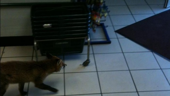 Enough for a basket? How much is the fox thinking of buying?